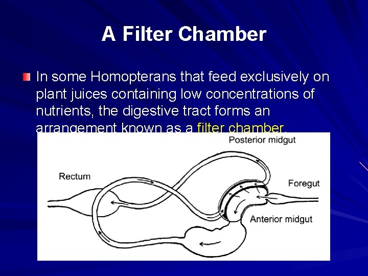 A Filter Chamber In some Homopterans that feed exclusively on plant juices containing low