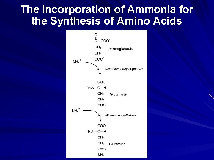 The Incorporation of Ammonia for the Synthesis of Amino Acids 