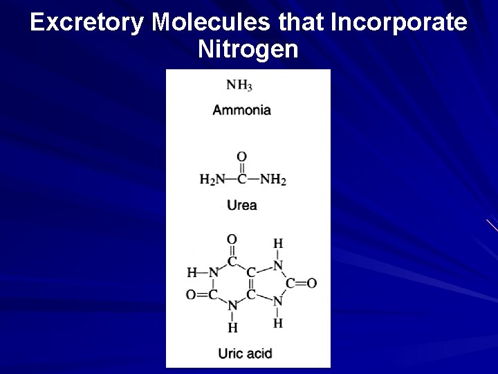 Excretory Molecules that Incorporate Nitrogen 