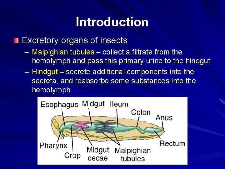 Introduction Excretory organs of insects – Malpighian tubules – collect a filtrate from the