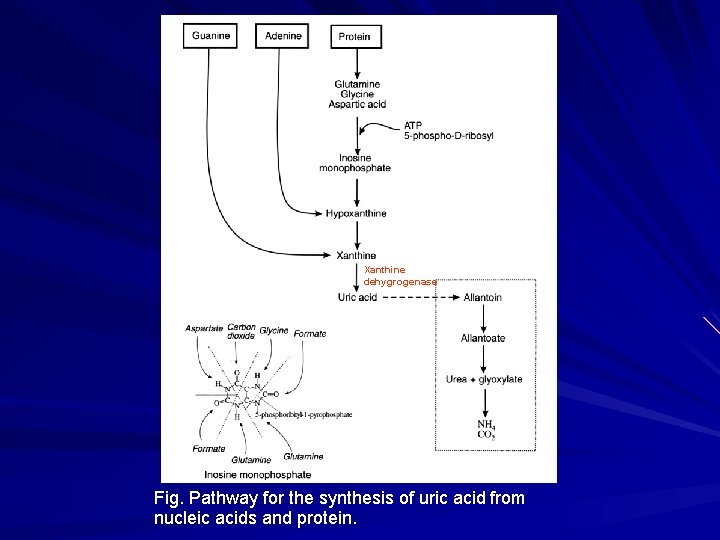 Xanthine dehygrogenase Fig. Pathway for the synthesis of uric acid from nucleic acids and