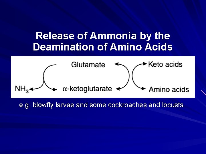 Release of Ammonia by the Deamination of Amino Acids e. g. blowfly larvae and