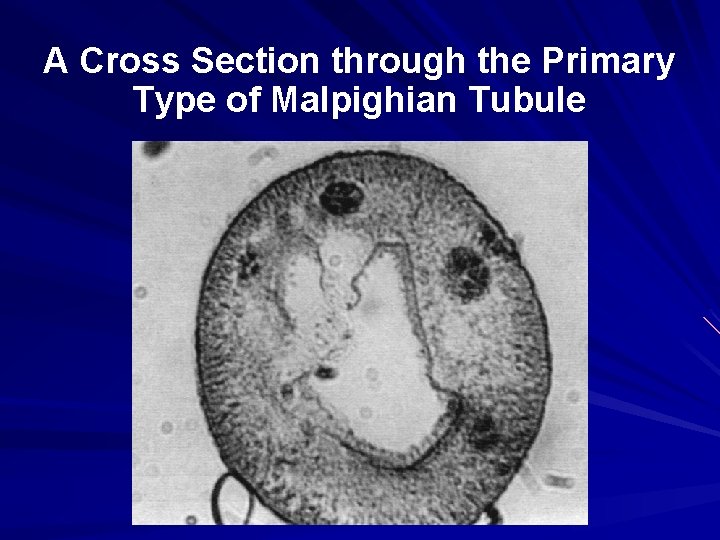 A Cross Section through the Primary Type of Malpighian Tubule 