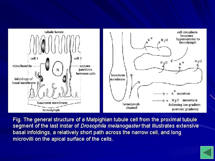 Fig. The general structure of a Malpighian tubule cell from the proximal tubule segment