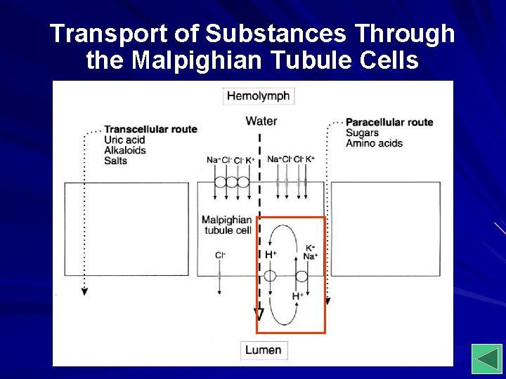 Transport of Substances Through the Malpighian Tubule Cells 