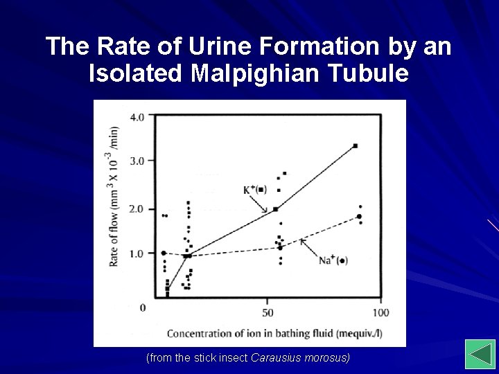 The Rate of Urine Formation by an Isolated Malpighian Tubule (from the stick insect