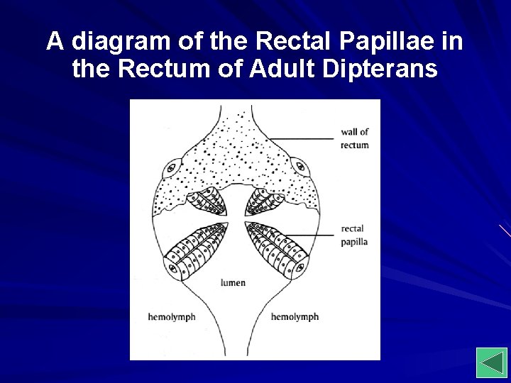 A diagram of the Rectal Papillae in the Rectum of Adult Dipterans 