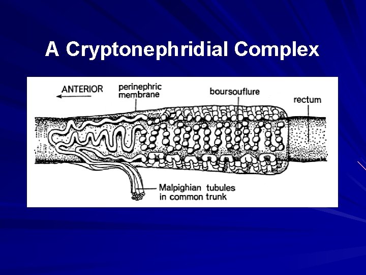 A Cryptonephridial Complex 