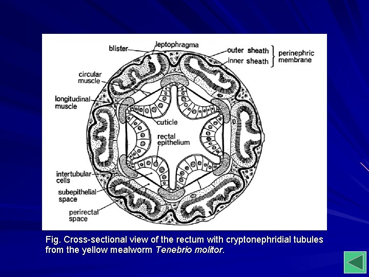 Fig. Cross-sectional view of the rectum with cryptonephridial tubules from the yellow mealworm Tenebrio