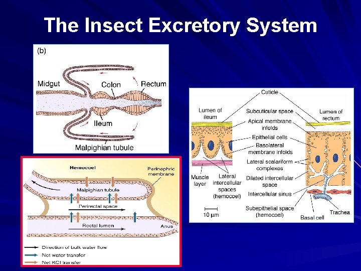 The Insect Excretory System 