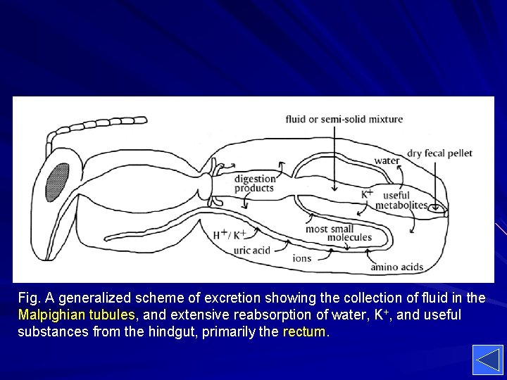 Fig. A generalized scheme of excretion showing the collection of fluid in the Malpighian