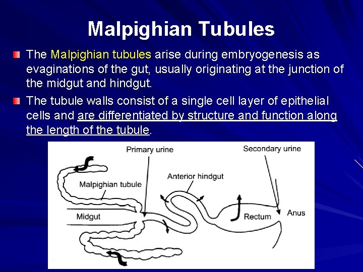 Malpighian Tubules The Malpighian tubules arise during embryogenesis as evaginations of the gut, usually