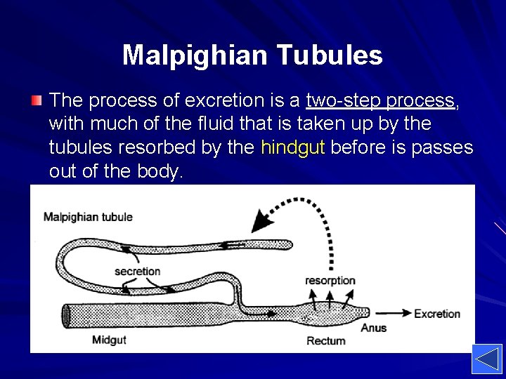 Malpighian Tubules The process of excretion is a two-step process, with much of the