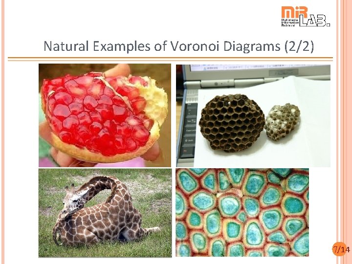 Natural Examples of Voronoi Diagrams (2/2) 7/14 