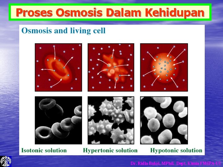 Proses Osmosis Dalam Kehidupan Dr. Ridla Bakri, MPhil. Dept. Kimia FMIPA-UI Proses Osmosis Dalam Kehidupan Dr. Ridla Bakri, MPhil. Dept. Kimia FMIPA-UI