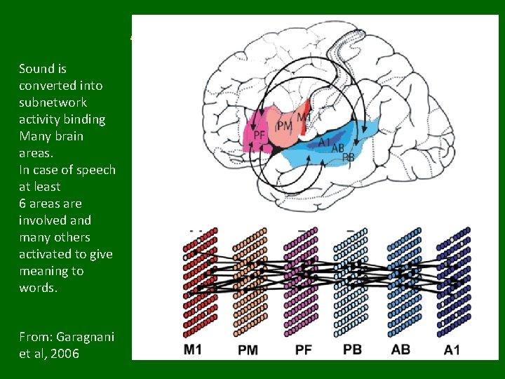 Auditory Perception Sound is converted into subnetwork activity binding Many brain areas. In case