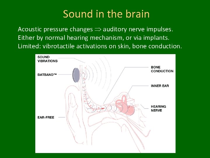 Sound in the brain Acoustic pressure changes auditory nerve impulses. Either by normal hearing