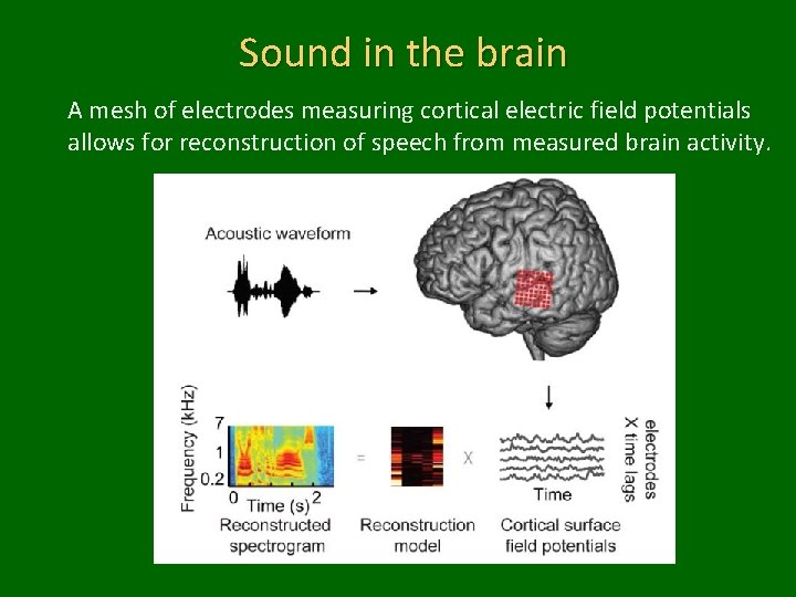 Sound in the brain A mesh of electrodes measuring cortical electric field potentials allows