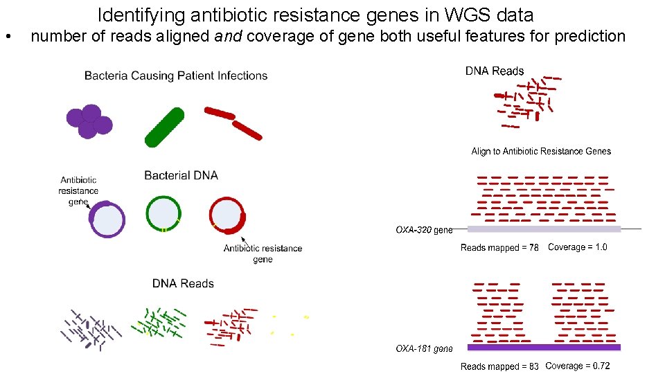 Identifying antibiotic resistance genes in WGS data • number of reads aligned and coverage