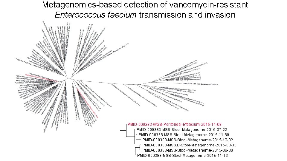 Metagenomics-based detection of vancomycin-resistant Enterococcus faecium transmission and invasion 