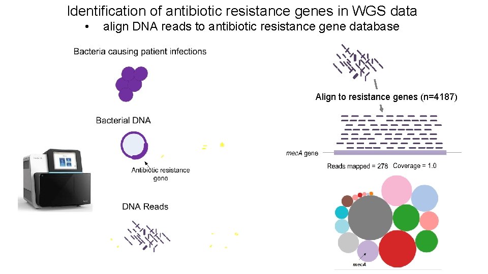 Identification of antibiotic resistance genes in WGS data • align DNA reads to antibiotic