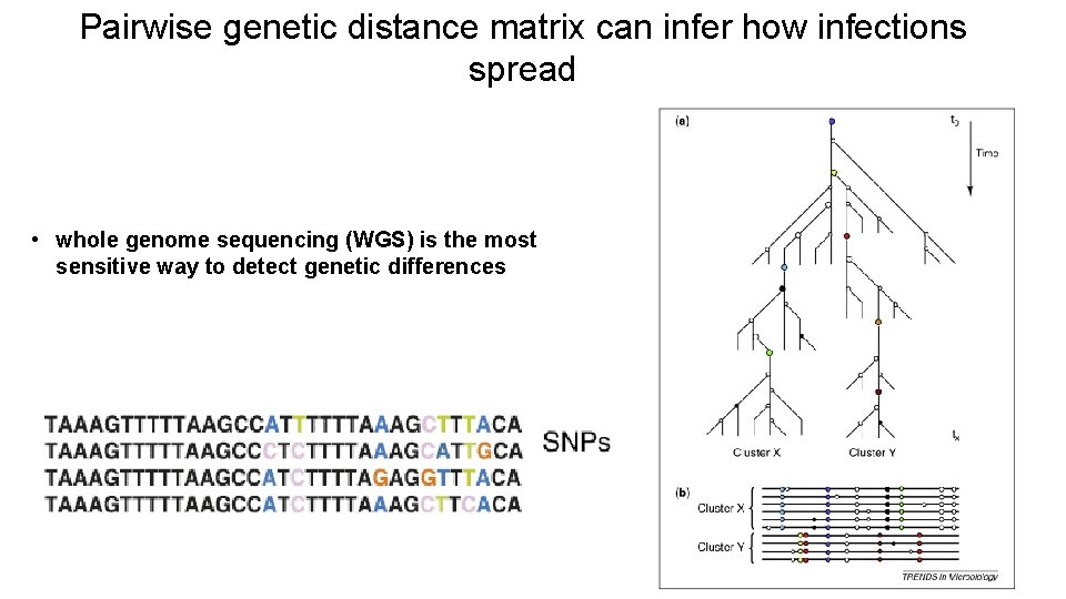 Pairwise genetic distance matrix can infer how infections spread • whole genome sequencing (WGS)