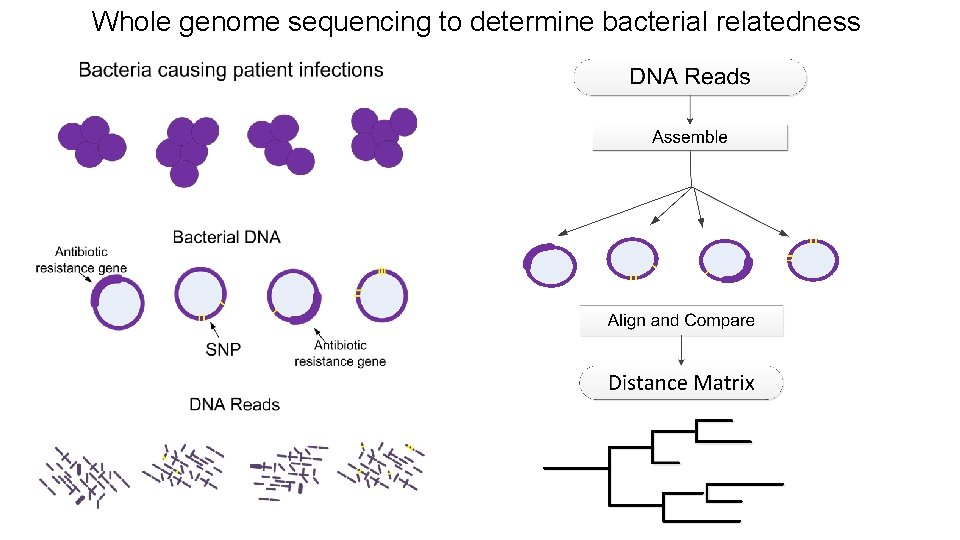 Whole genome sequencing to determine bacterial relatedness 