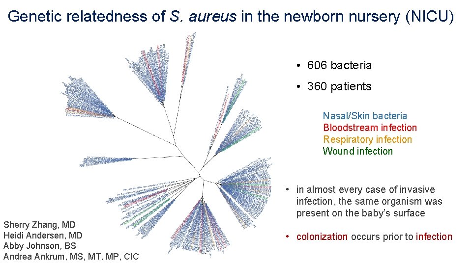 Genetic relatedness of S. aureus in the newborn nursery (NICU) • 606 bacteria •