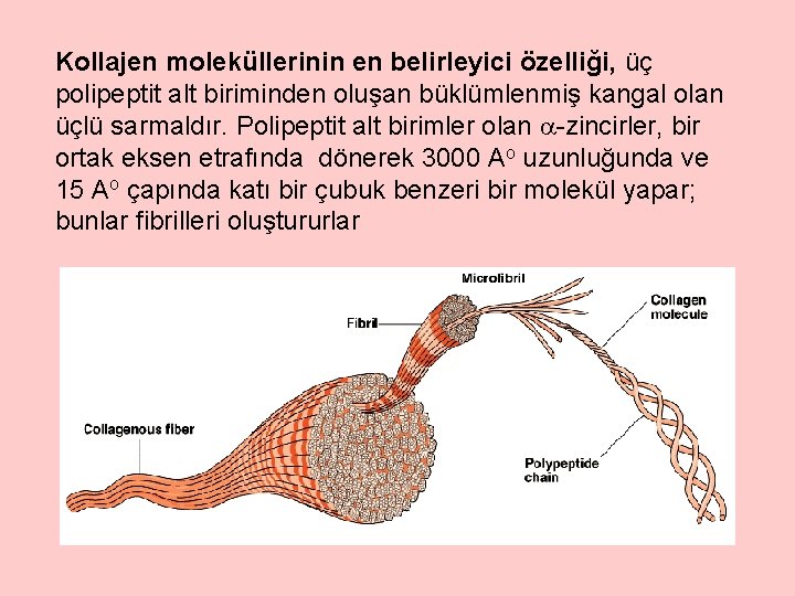 Kollajen moleküllerinin en belirleyici özelliği, üç polipeptit alt biriminden oluşan büklümlenmiş kangal olan üçlü