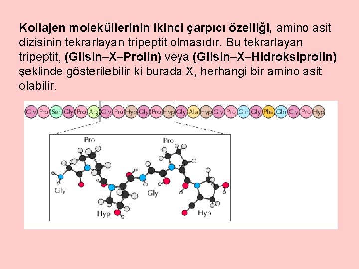 Kollajen moleküllerinin ikinci çarpıcı özelliği, amino asit dizisinin tekrarlayan tripeptit olmasıdır. Bu tekrarlayan tripeptit,