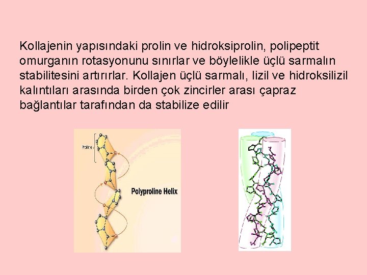 Kollajenin yapısındaki prolin ve hidroksiprolin, polipeptit omurganın rotasyonunu sınırlar ve böylelikle üçlü sarmalın stabilitesini