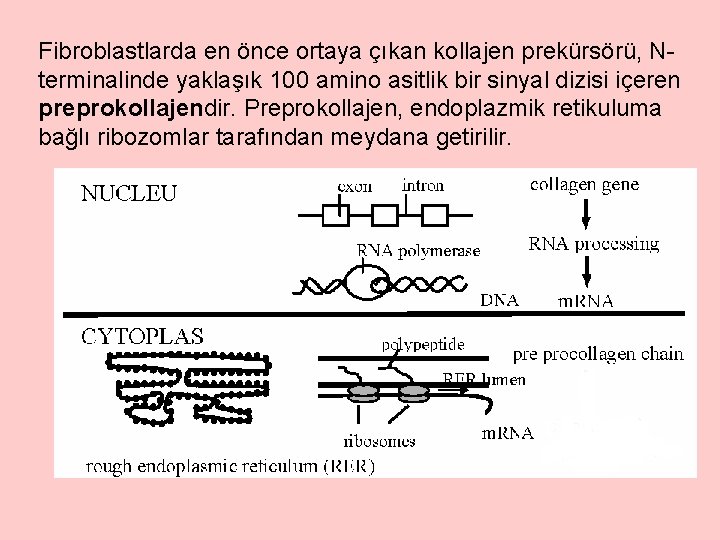 Fibroblastlarda en önce ortaya çıkan kollajen prekürsörü, Nterminalinde yaklaşık 100 amino asitlik bir sinyal