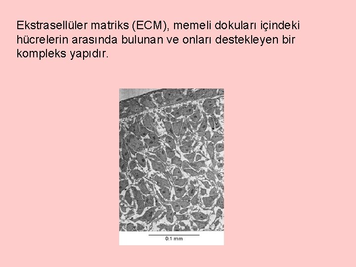 Ekstrasellüler matriks (ECM), memeli dokuları içindeki hücrelerin arasında bulunan ve onları destekleyen bir kompleks