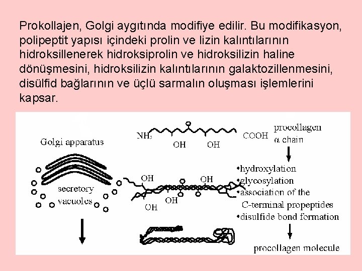 Prokollajen, Golgi aygıtında modifiye edilir. Bu modifikasyon, polipeptit yapısı içindeki prolin ve lizin kalıntılarının