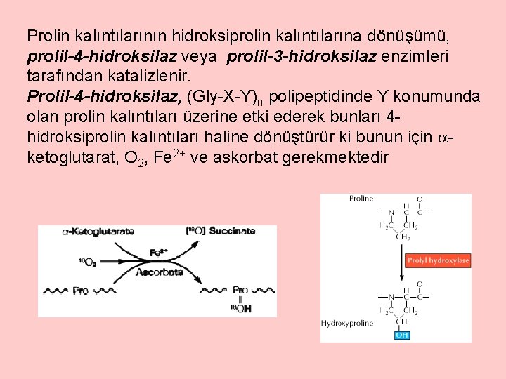 Prolin kalıntılarının hidroksiprolin kalıntılarına dönüşümü, prolil-4 -hidroksilaz veya prolil-3 -hidroksilaz enzimleri tarafından katalizlenir. Prolil-4