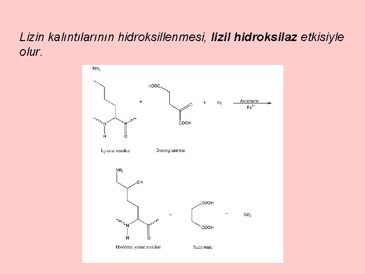 Lizin kalıntılarının hidroksillenmesi, lizil hidroksilaz etkisiyle olur. 