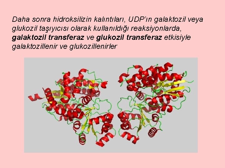 Daha sonra hidroksilizin kalıntıları, UDP’ın galaktozil veya glukozil taşıyıcısı olarak kullanıldığı reaksiyonlarda, galaktozil transferaz