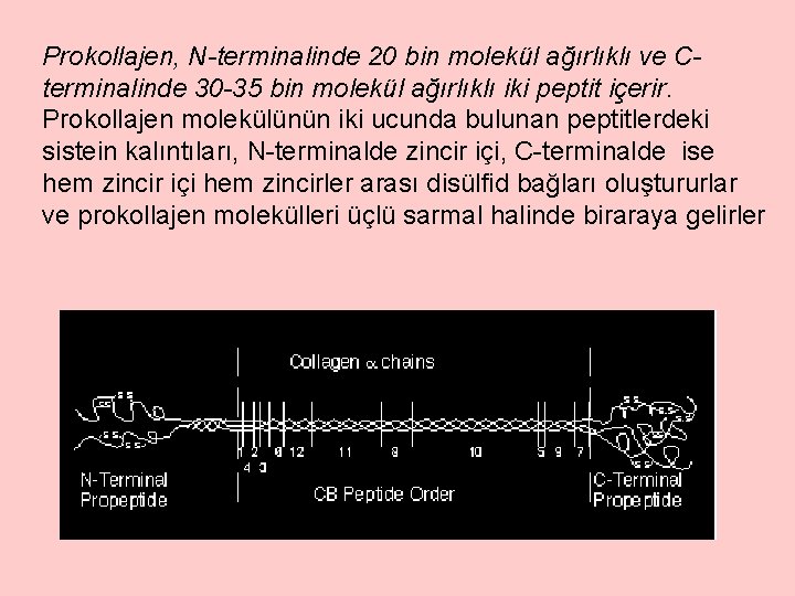 Prokollajen, N-terminalinde 20 bin molekül ağırlıklı ve Cterminalinde 30 -35 bin molekül ağırlıklı iki