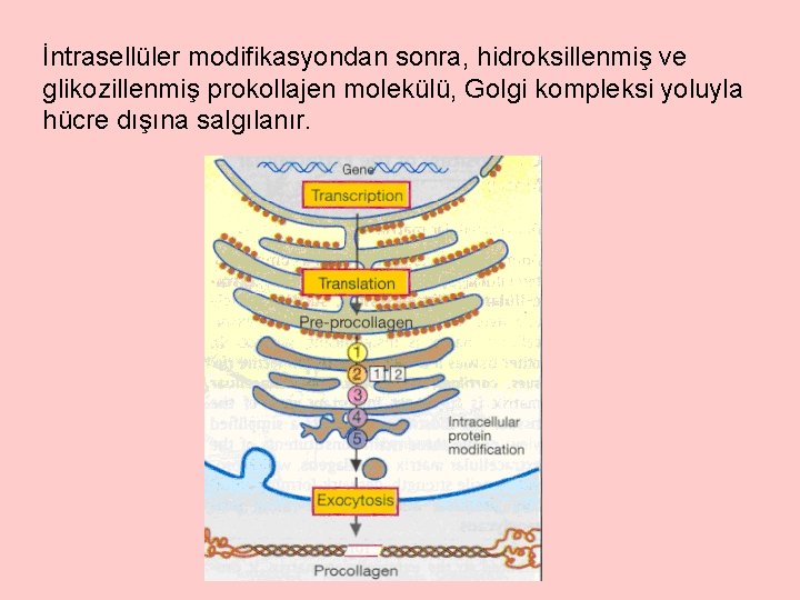 İntrasellüler modifikasyondan sonra, hidroksillenmiş ve glikozillenmiş prokollajen molekülü, Golgi kompleksi yoluyla hücre dışına salgılanır.