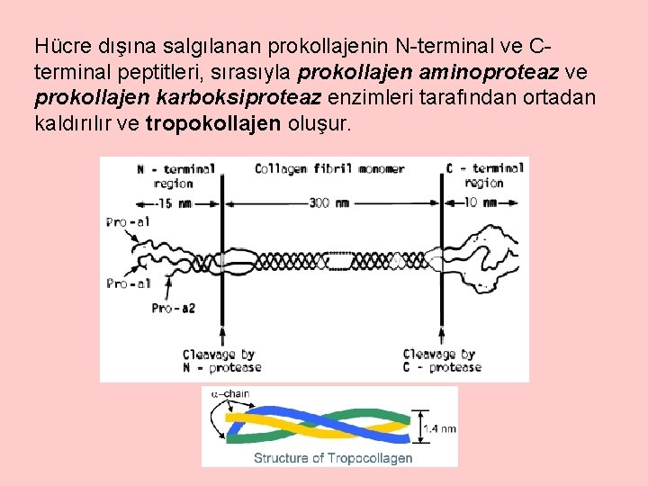 Hücre dışına salgılanan prokollajenin N-terminal ve Cterminal peptitleri, sırasıyla prokollajen aminoproteaz ve prokollajen karboksiproteaz