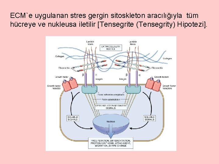 ECM`e uygulanan stres gergin sitoskleton aracılığıyla tüm hücreye ve nukleusa iletilir [Tensegrite (Tensegrity) Hipotezi].