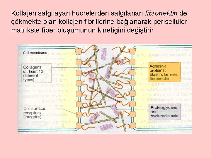 Kollajen salgılayan hücrelerden salgılanan fibronektin de çökmekte olan kollajen fibrillerine bağlanarak perisellüler matrikste fiber