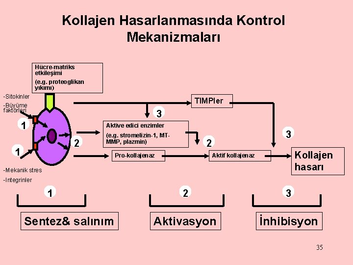 Kollajen Hasarlanmasında Kontrol Mekanizmaları Hücre-matriks etkileşimi (e. g. proteoglikan yıkımı) -Sitokinler TIMPler -Büyüme faktörleri