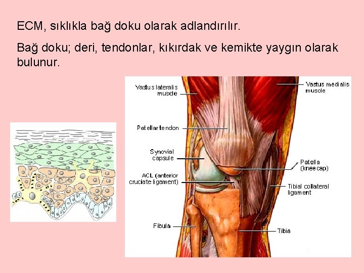ECM, sıklıkla bağ doku olarak adlandırılır. Bağ doku; deri, tendonlar, kıkırdak ve kemikte yaygın