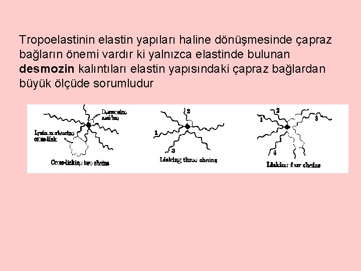 Tropoelastinin elastin yapıları haline dönüşmesinde çapraz bağların önemi vardır ki yalnızca elastinde bulunan desmozin