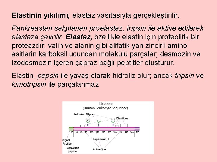 Elastinin yıkılımı, elastaz vasıtasıyla gerçekleştirilir. Pankreastan salgılanan proelastaz, tripsin ile aktive edilerek elastaza çevrilir.