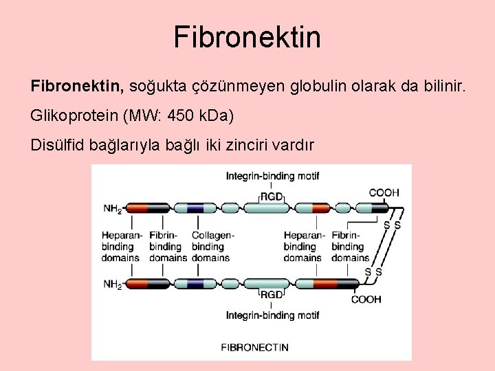 Fibronektin, soğukta çözünmeyen globulin olarak da bilinir. Glikoprotein (MW: 450 k. Da) Disülfid bağlarıyla
