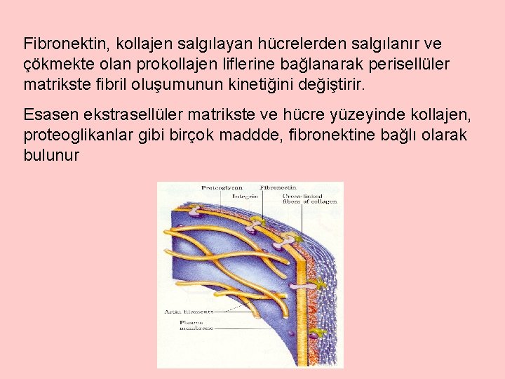 Fibronektin, kollajen salgılayan hücrelerden salgılanır ve çökmekte olan prokollajen liflerine bağlanarak perisellüler matrikste fibril