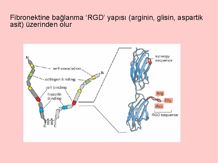 Fibronektine bağlanma ‘RGD’ yapısı (arginin, glisin, aspartik asit) üzerinden olur 