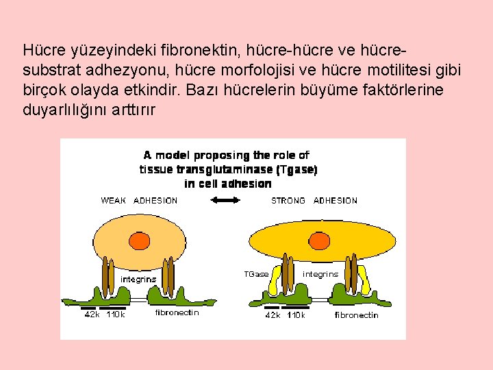 Hücre yüzeyindeki fibronektin, hücre-hücre ve hücresubstrat adhezyonu, hücre morfolojisi ve hücre motilitesi gibi birçok